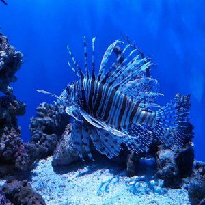 LION FISH 2 ~ 8" X 10" photo
